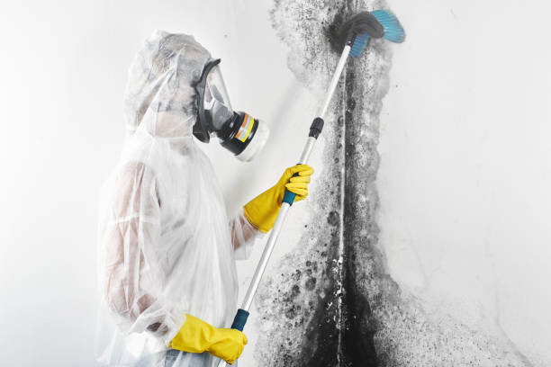 Best Black Mold Removal  in Tuscola, IL