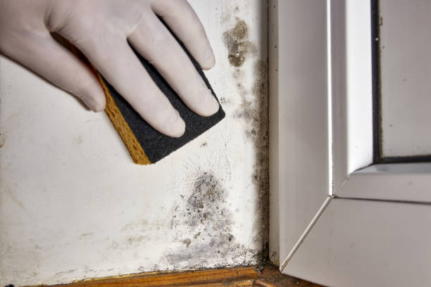 Best Environmental Consulting for Mold Prevention  in Tuscola, IL
